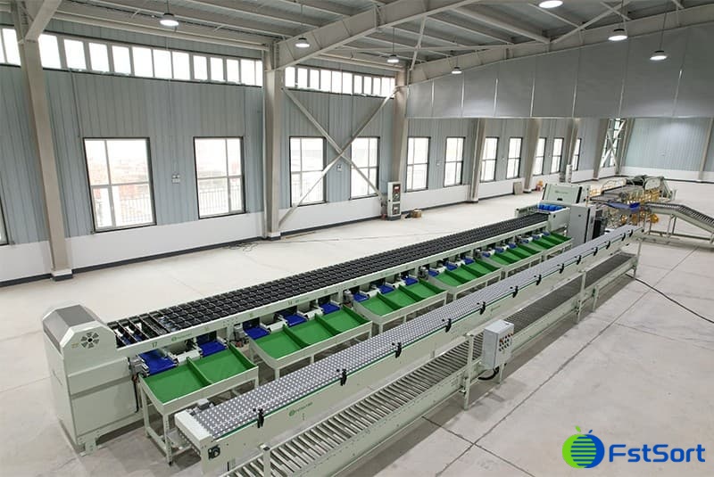 onion sorting packaging machine.jpg onion sorting packaging machine.jpg